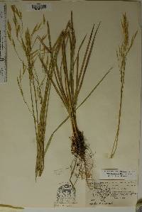 Bromus ciliatus var. richardsonii image