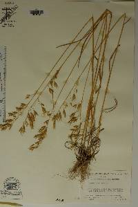 Bromus secalinus image