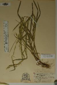 Bromus carinatus image