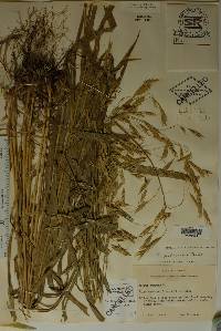 Bromus pubescens image