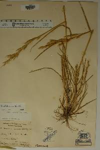 Bromus catharticus image