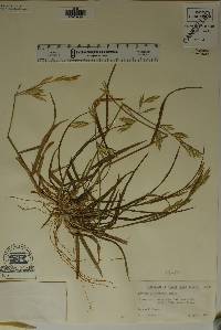 Bromus catharticus image