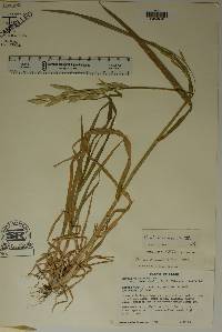 Bromus catharticus image