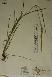 Bromus polyanthus image