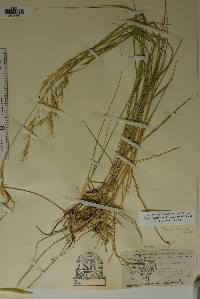 Elymus arizonicus image