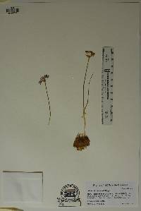 Allium perdulce var. perdulce image