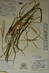 Elymus interruptus image