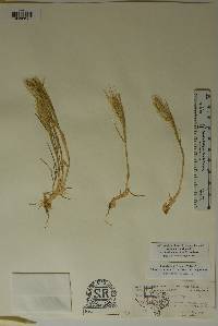 Hordeum murinum image