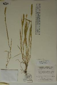 Hordeum pusillum image