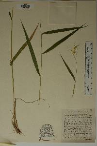 Elymus hystrix image