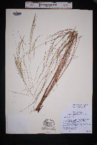 Image of Eragrostis palmeri