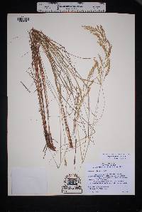 Eragrostis palmeri image