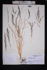 Eragrostis pectinacea var. pectinacea image