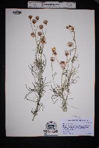 Senecio flaccidus var. flaccidus image