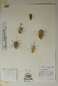 Corynopuntia grahamii image