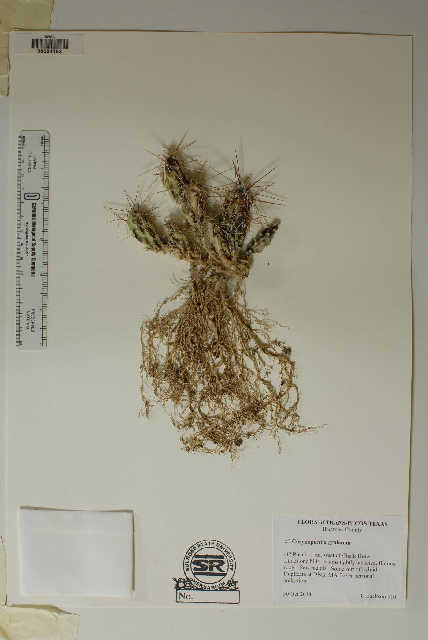 Corynopuntia image