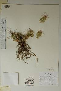 Corynopuntia schottii image