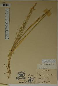 Pascopyrum smithii image