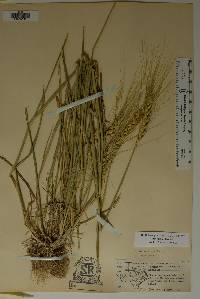 Triticum aestivum image