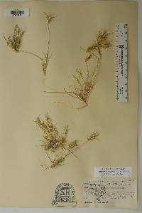 Dasyochloa pulchella image