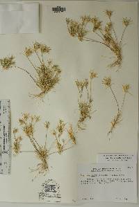 Dasyochloa pulchella image