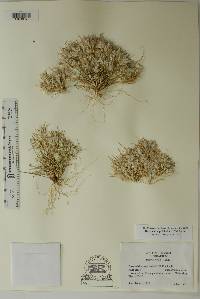 Dasyochloa pulchella image