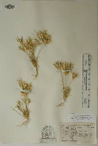 Dasyochloa pulchella image