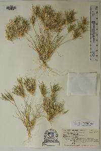 Dasyochloa pulchella image