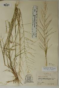 Leptochloa panicea subsp. brachiata image