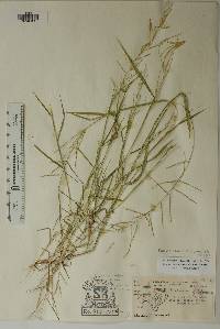 Leptochloa panicea image