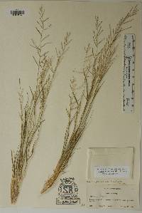 Leptochloa panicea subsp. brachiata image