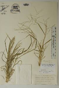 Leptochloa panicea image