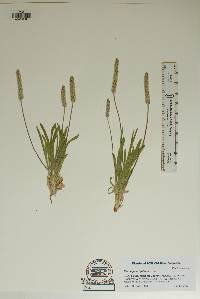 Plantago wrightiana image