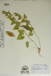 Matelea biflora image