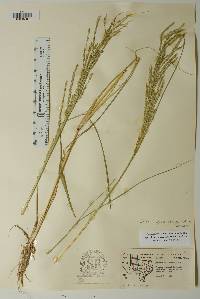 Diplachne fusca subsp. fascicularis image