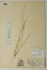 Diplachne fusca subsp. fascicularis image