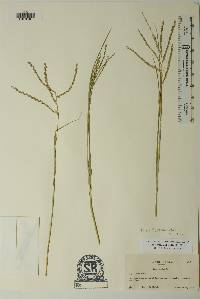 Disakisperma dubium image