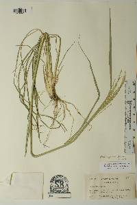 Disakisperma dubium image