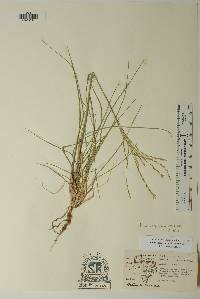 Disakisperma dubium image