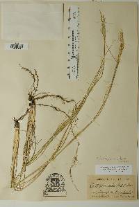 Disakisperma dubium image