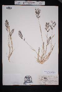 Eragrostis barrelieri image