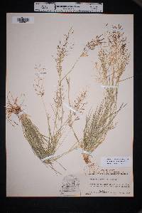 Eragrostis barrelieri image