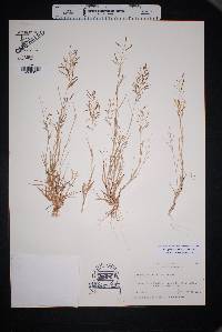 Eragrostis barrelieri image