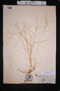 Eragrostis curtipedicellata image