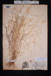 Eragrostis curtipedicellata image