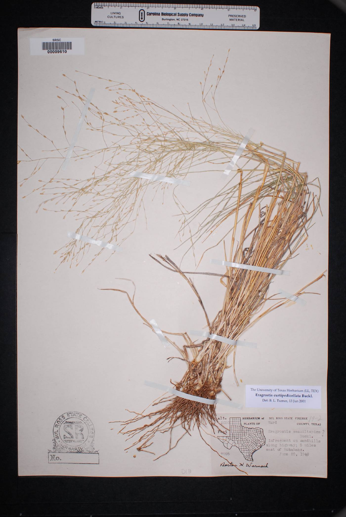 Eragrostis curtipedicellata image