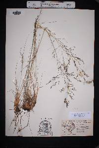 Eragrostis erosa image