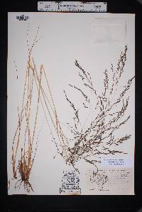 Eragrostis erosa image