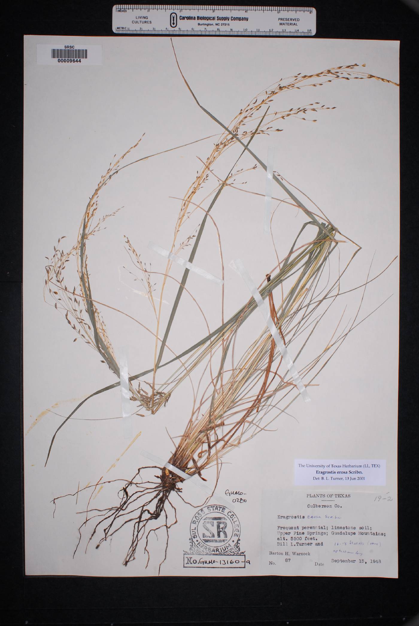 Eragrostis erosa image