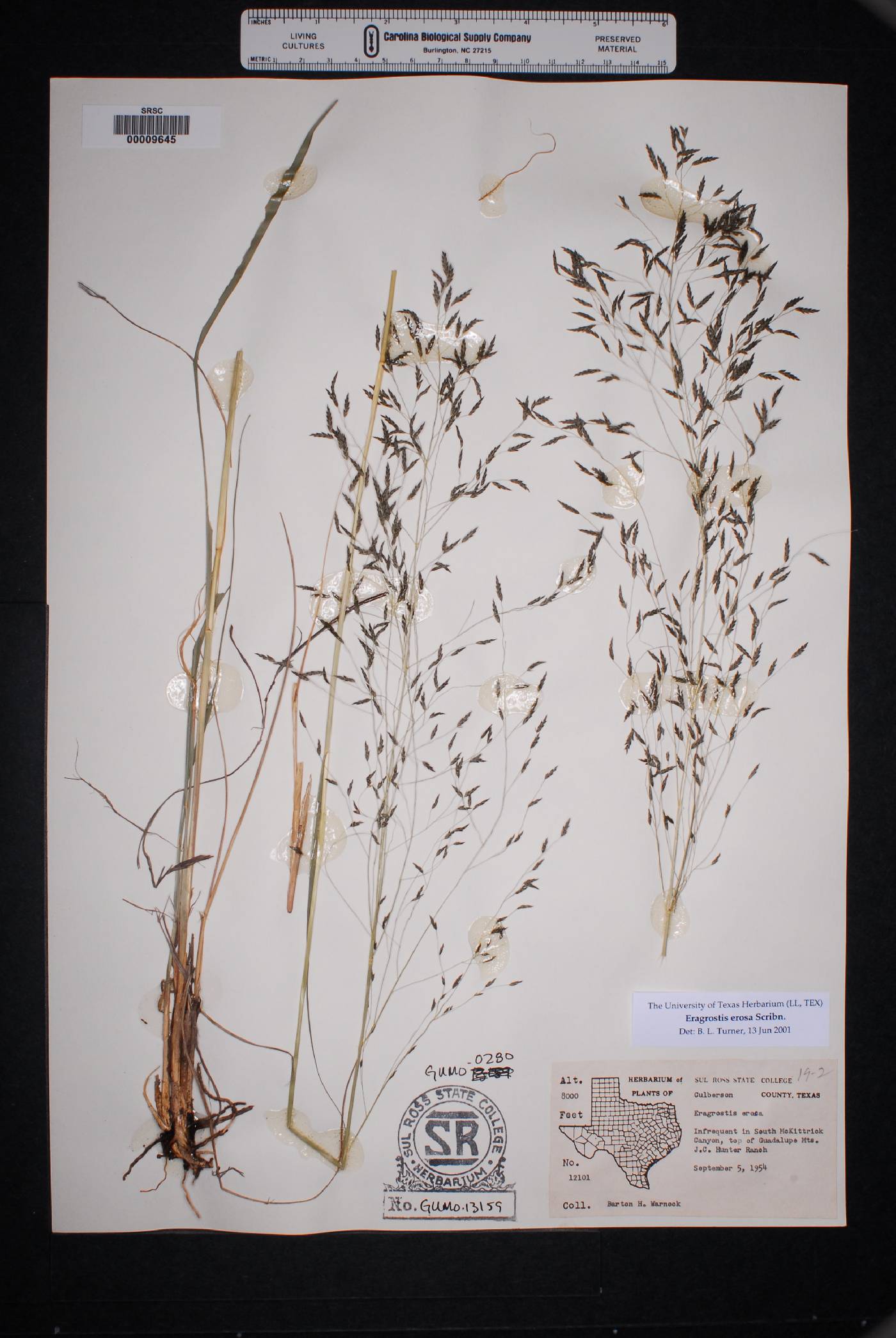 Eragrostis erosa image